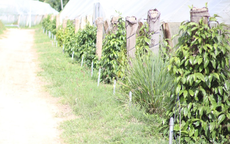 cây tiêu lốt leo giàn xanh tốt tại trang trại Ngon Farm Tuy Phong